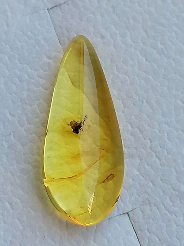 Teardrop-Shaped Amber with Inclusion – For Jewelry